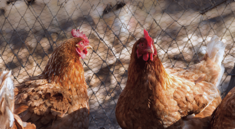 Read more about the article 商品資訊輪播圖（二）