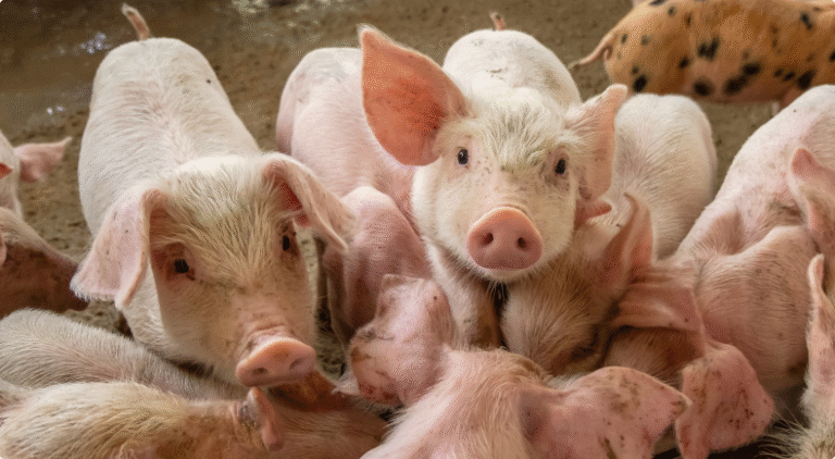 Read more about the article 商品資訊輪播圖（一）